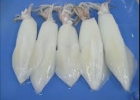 LỰA MỰC ỐNG CHO NHÀ HÀNG 