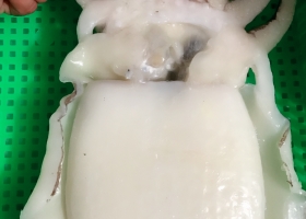 MỰC NANG KHỔNG LỒ