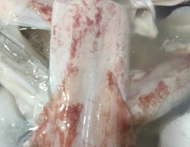 MỰC ỐNG 1 NẮNG CAO CẤP