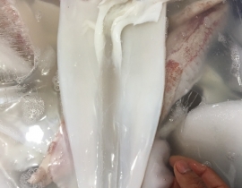 MỰC ỐNG 1 NẮNG CAO CẤP