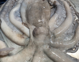 BẠCH TUỘC MAZZA 200g-3kg/con