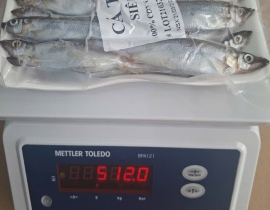 CÁ TRỨNG SIÊU TRỨNG 100% CON NÀO CŨNG CÓ TRỨNG