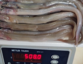 CÁ SỤN SỊN RA VỈ 500G