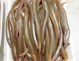 CÁ SỤN SỊN RA VỈ 500G