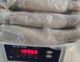MỰC ỐNG INDO(ILEX) SIZE 200-300G RA VỈ 1 KG