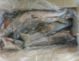 Cá hồi nguyên con - Nhật chum red