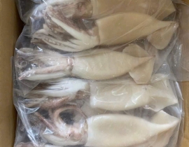 MỰC ỐNG LÀM SẠCH (ILEX) NET 7
