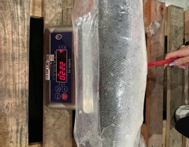 CÁ HỒI ATLANTIC FILLET  1/2 CON