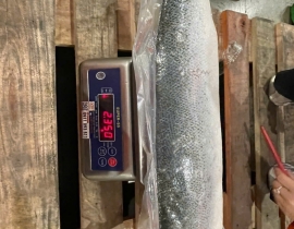 CÁ HỒI ATLANTIC FILLET  1/2 CON