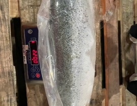 CÁ HỒI ATLANTIC FILLET  1/2 CON