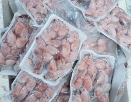 ĐÙI ẾCH LỚN