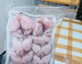 ĐÙI ẾCH LỚN