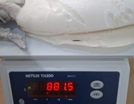 MỰC LÁ LÀM SẠCH NGUYÊN CON ĐÓNG XÔ N9 (ĐÃ BAO GỒM MẠ BĂNG)