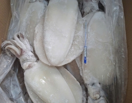 MỰC LÁ LÀM SẠCH NGUYÊN CON ĐÓNG XÔ N9 (ĐÃ BAO GỒM MẠ BĂNG)