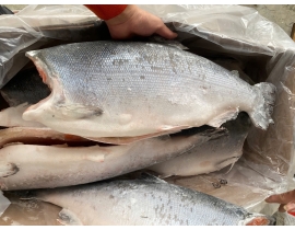 CÁ HỒI COHO HIỆU AQUA SIZE 4-6KG/CON ( 9-10 Lbs)