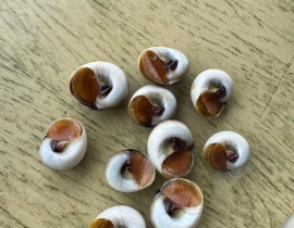 ỐC MỠ