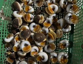 ỐC MỠ