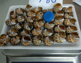 ỐC HƯƠNG QUẾ - NHẬP KHẨU