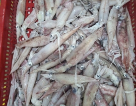 Mực trứng ghim 15 up hàng indo thùng 10 kg