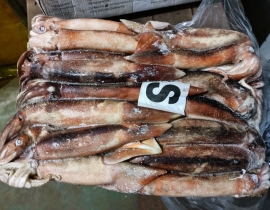 MỰC ỐNG INDO - ILEX  200-300G