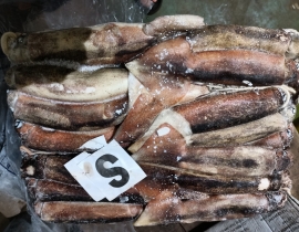 MỰC ỐNG INDO - ILEX  200-300G