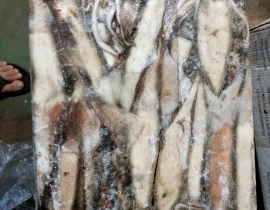 MỰC ỐNG INDO - ILEX  200-300G