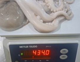 BẠCH TUỘC 2 DA 200G UP TÚI 2KG 6 - 7 CON NET 7