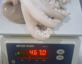 BẠCH TUỘC 2 DA 200G UP TÚI 2KG 6 - 7 CON NET 7
