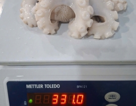 BẠCH TUỘC 2 DA 200G UP TÚI 2KG 6 - 7 CON NET 7