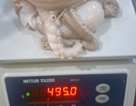 BẠCH TUỘC 2 DA 200G UP TÚI 2KG 6 - 7 CON NET 7