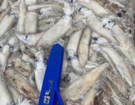 MỰC TRỨNG MỸ 8-15 THÙNG 10KG