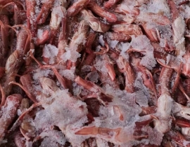 LƯỠI VỊT