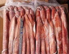 MỰC ỐNG SỐ 2