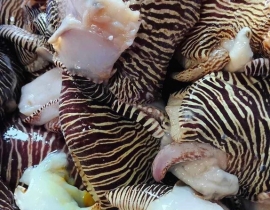 THỊT ỐC GIÁC XỊN