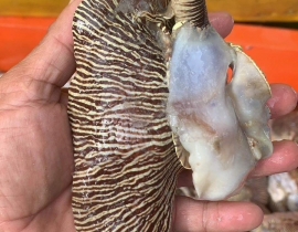 THỊT ỐC GIÁC XỊN