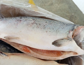 CÁ HỒI COHO HIỆU AQUA SIZE 4-6KG/CON ( 9-10 Lbs)