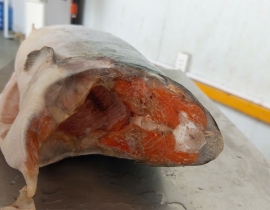 CÁ HỒI COHO HIỆU AQUA SIZE 4-6KG/CON ( 9-10 Lbs)