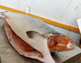 CÁ HỒI COHO HIỆU AQUA SIZE 4-6KG/CON ( 9-10 Lbs)