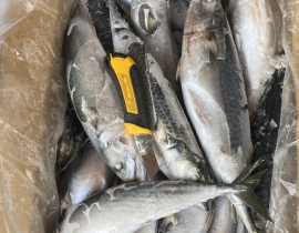 CÁ SABA NHẬT 500-800G HIỆU YAMADA 15KG