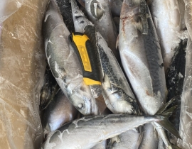 CÁ SABA NHẬT 500-800G HIỆU YAMADA 15KG
