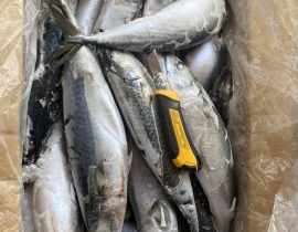 CÁ SABA NHẬT 500-800G HIỆU YAMADA 15KG