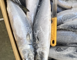 CÁ SABA NHẬT 500-800G HIỆU YAMADA 15KG