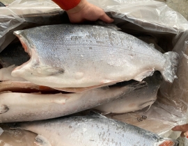 CÁ HỒI COHO HIỆU AQUA SIZE 4-6KG/CON ( 9-10 Lbs)