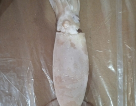 MỰC ÔNG ILEX ĐÔNG IQF SIZE 200-300G - 10 KG 