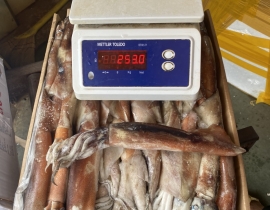 MỰC ỐNG INDO (ILEX) 300g-400g