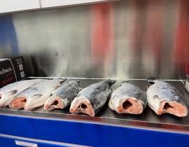 CÁ HỒI AYSEN COHO HIỆU ÔNG GIÀ  SIZE 4-6 KG/ CON