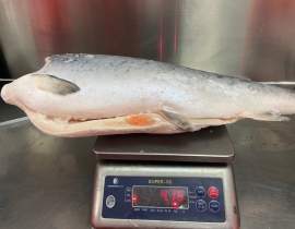 CÁ HỒI AYSEN COHO HIỆU ÔNG GIÀ  SIZE 4-6 KG/ CON