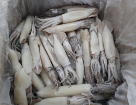 MỰC ỐNG LÀM SẠCH (ILEX) NET 7