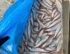 Cá trứng canada 51-55  thùng 10kg