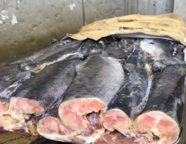 Cá hồi Pink (Nga) nguyên con